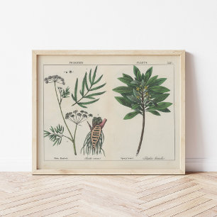 Póster Plantas envenenadas   Charlotte Mary Yonge