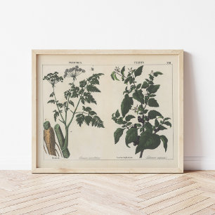 Póster Plantas envenenadas   Charlotte Mary Yonge