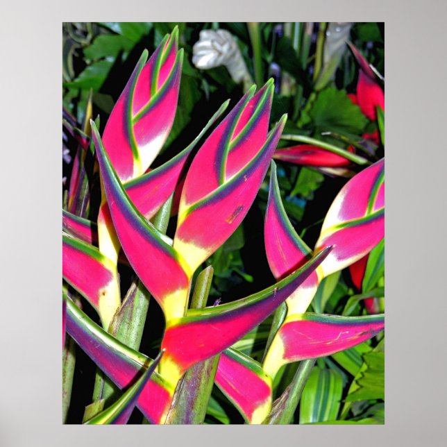 Póster Plantas exóticas (1) (Frente)