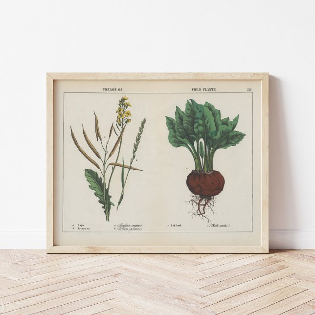 Póster Plantas forrajeras o de campo | Charlotte Mary Yon (Subido por el creador)