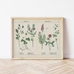 Póster Plantas forrajeras o de campo   Charlotte Mary Yon