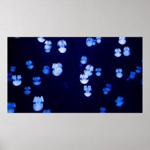 PÓSTER PLANTAS ILUMINADAS