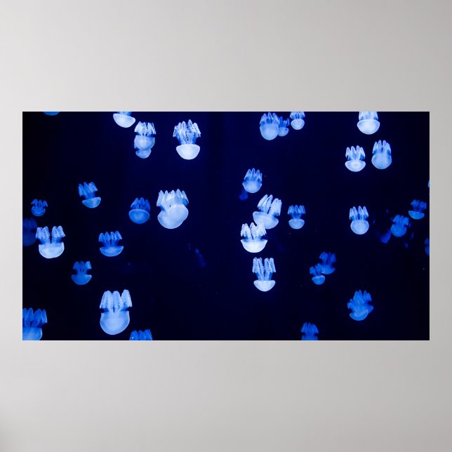 PÓSTER PLANTAS ILUMINADAS (Frente)