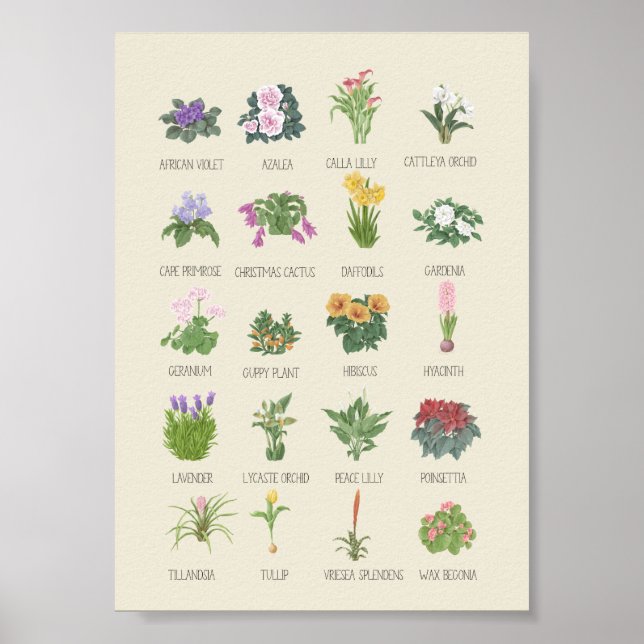 Póster Plantas interiores + nombres de la planta de jardi (Frente)
