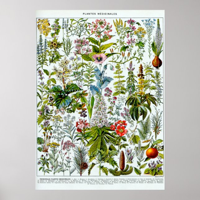 Póster Plantas medicinales 2 (Frente)