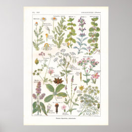 Póster Plantas medicinales Estimulantes digestivos en fra