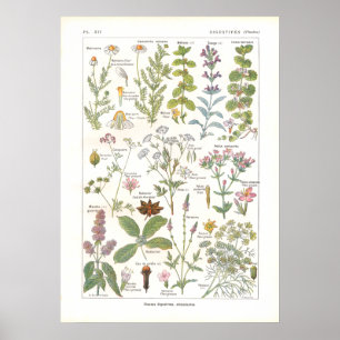 Póster Plantas medicinales Estimulantes digestivos en fra