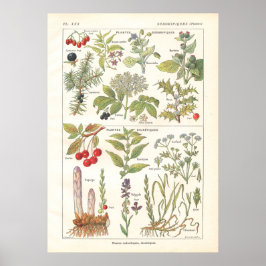 Póster Plantas medicinales hierbas diuréticas en francés