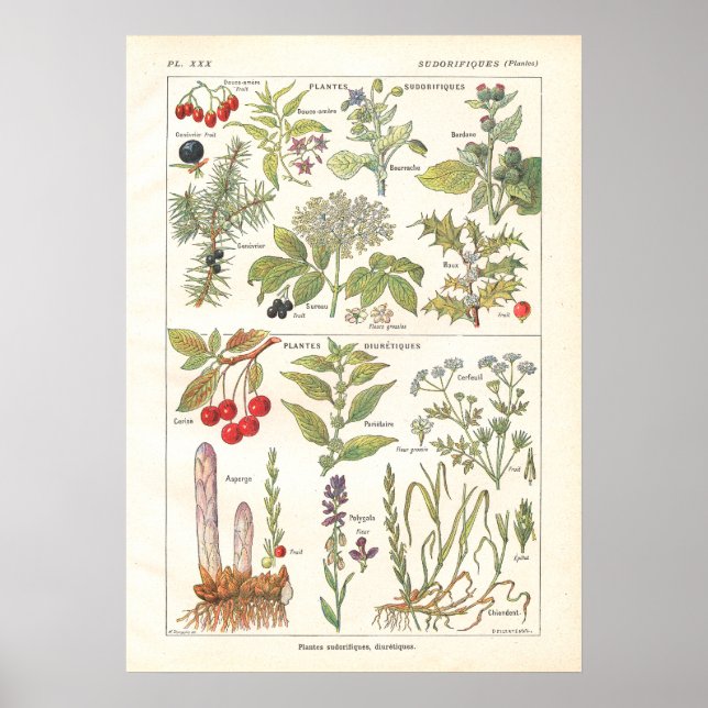 Póster Plantas medicinales hierbas diuréticas en francés (Frente)