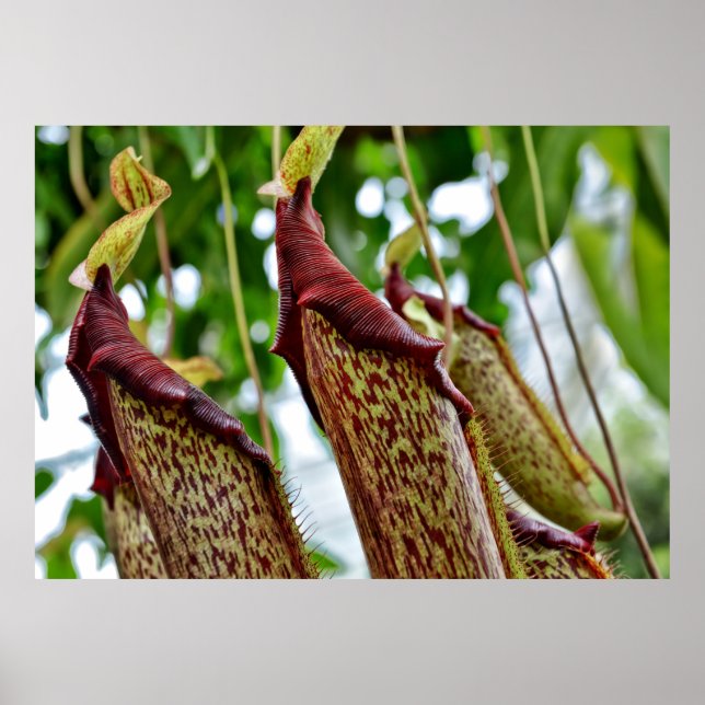 Póster plantas Nepenthes (Frente)