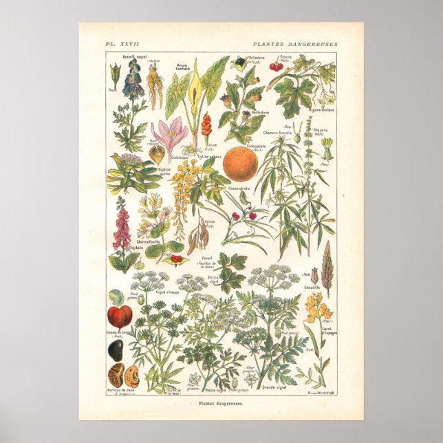 Póster Plantas peligrosas mortales impresas en francés (Frente)