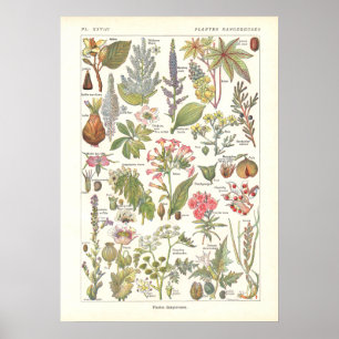 Póster Plantas peligrosas mortales impresas en francés