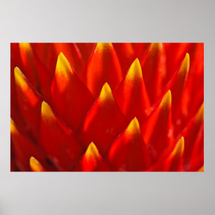 Póster Plantas rojas y verdes en fotografía de cerca