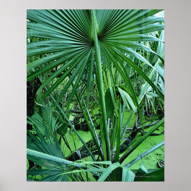 Póster Plantas tropicales en estanque de sal (Frente)