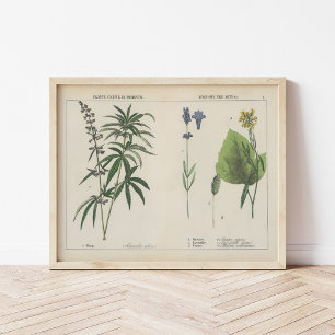 Póster Plantas Útiles   Charlotte Mary Yonge