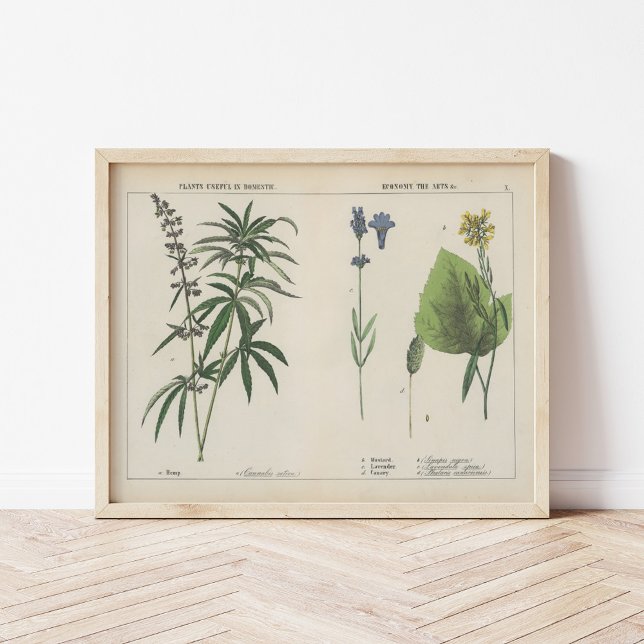 Póster Plantas Útiles | Charlotte Mary Yonge (Subido por el creador)