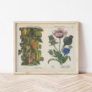 Póster Plantas Útiles   Charlotte Mary Yonge