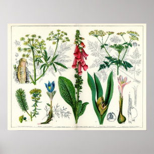 Póster Plantas venenosas
