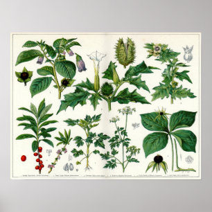 Póster Plantas venenosas