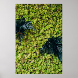 Póster Plantas verdes arboladas