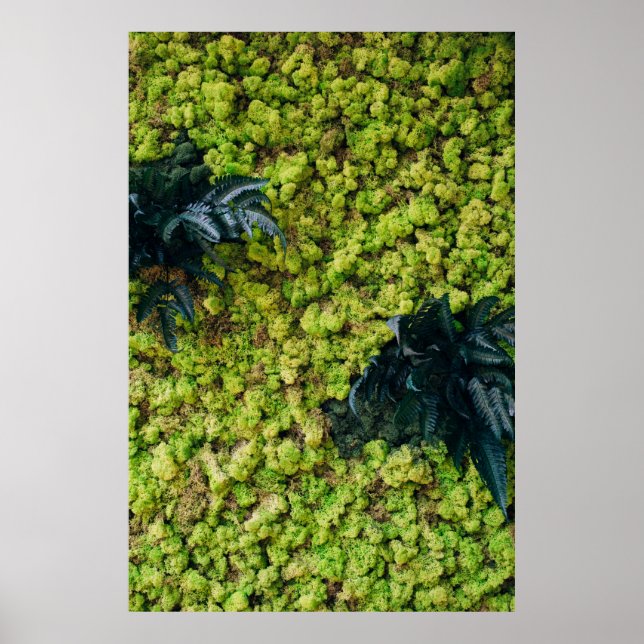 Póster Plantas verdes arboladas (Frente)