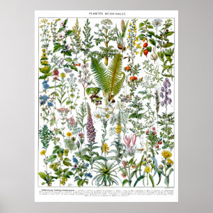Póster Plantas y flores medicinales de Adolphe Millot