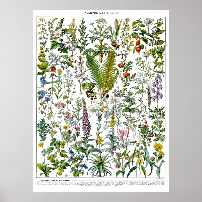 Póster Plantas y flores medicinales de Adolphe Millot (Frente)