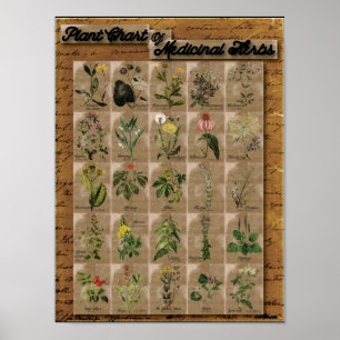 Póster Plante la carta de hierbas medicinales 1 24" x 20"