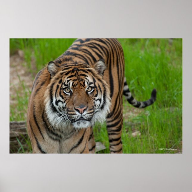 Póster plantilla (Frente)