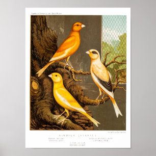 Póster Plantilla amarilla las Canarias del pájaro de la