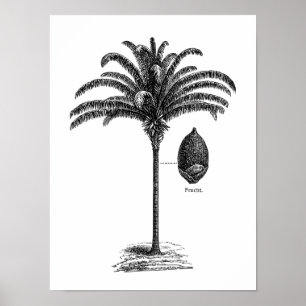 Póster Plantilla de árbol de palma brasileño sepia vintag