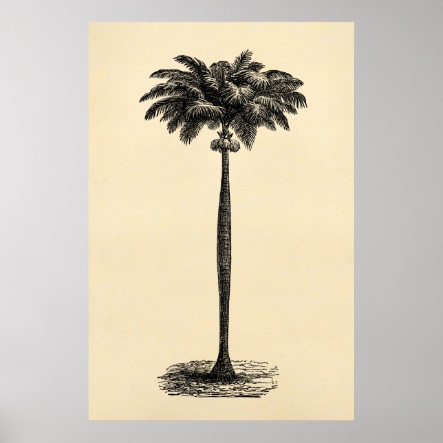 Póster Plantilla de árbol de palmas de la isla tropical v (Frente)