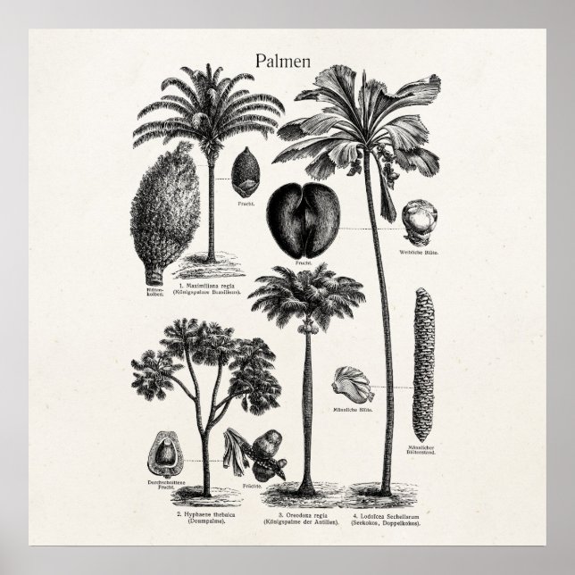 Póster Plantilla de árbol de palmas de la isla tropical v (Frente)