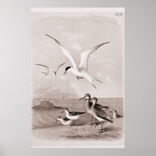 Póster Plantilla de gaviota retro personalizada de gaviot