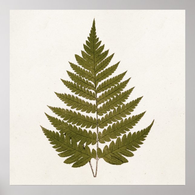 Póster Plantilla de hoja de hierro verde oliva del siglo  (Frente)