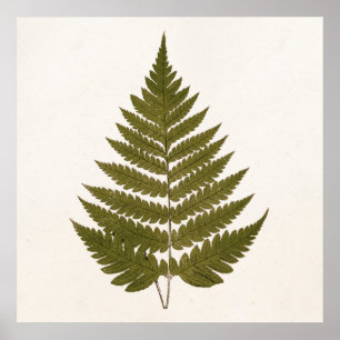 Póster Plantilla de la hoja del helecho del verde verde