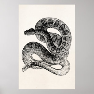 Póster Plantilla de la serpiente del reptil de la