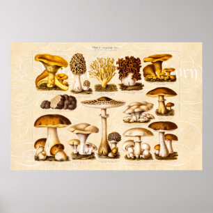 Póster Plantilla de las setas de la variedad de la seta