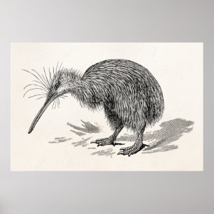 Póster Plantilla de los pájaros de la antigüedad del