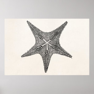 Póster Plantilla de pescado estelar de estrella de pez es