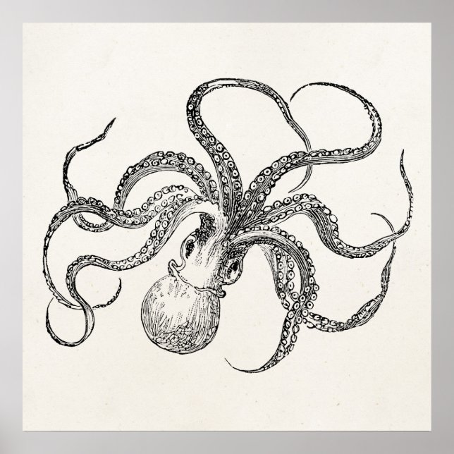 Póster Plantilla de pulpo vintage sobre papel antiguo (Frente)