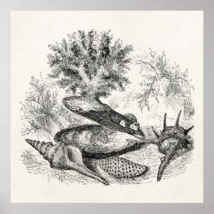 Póster Plantilla de recubrimientos de volumen de coral de