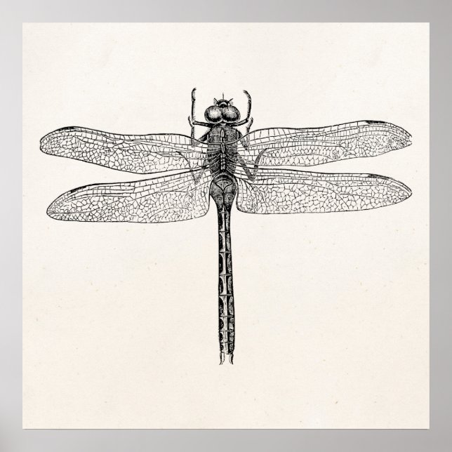 Póster Plantilla de vuelo de dragón estadounidense vintag (Frente)