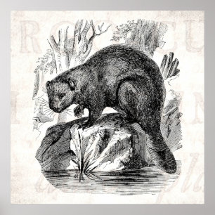 Póster Plantilla del ilustracion de los castores de los