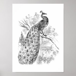 Póster Plantilla retra del ilustracion del pavo real de