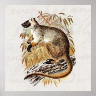 Póster Plantilla vintage de canguro canguro de árbol del 