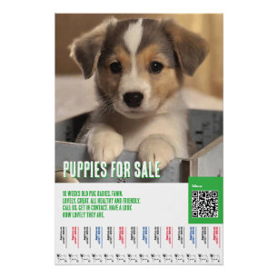Póster plantillas de volantes para cachorros en venta