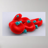 Plaquetas Con Glóbulos Rojos 1