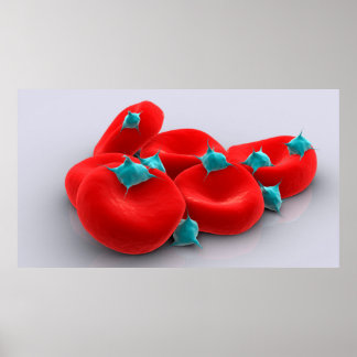 Póster Plaquetas Con Glóbulos Rojos 1