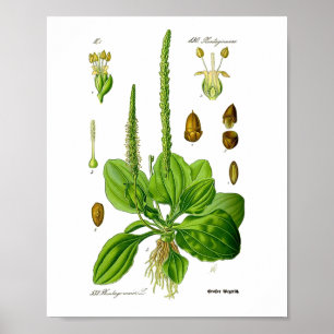 Póster Plátano Plantas Verdes Comestibles Medicina Herbal